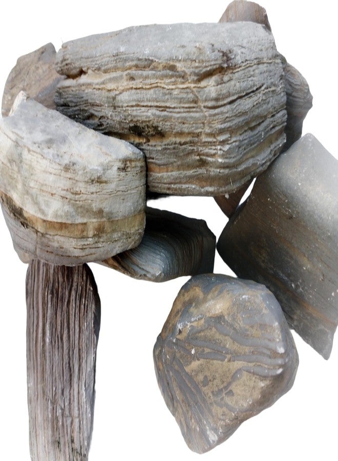 RUKDA Ancient Layered Petrified Wood Stone, Natural Fossil Rock, Aquarium Decor, Terrarium Decor, Garden Decor (1, Kilograms) - Image 1